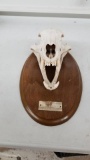 Black bear skull about 12