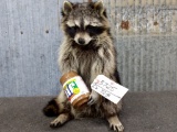 Full Body Mount Raccoon Eating Peanut Butter 17
