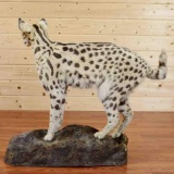 Full Body Mount African Serval Cat Great Markings