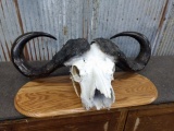 Cape Buffalo Skull on Wood Plaque 77.5