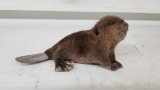 Brand New Laying Down Baby Beaver Full body Mount