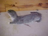 NEW MOUNT Full Body Mount Black Cross Piebald Mink