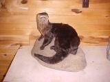 NEW MOUNT Full Body Huge Otter 26