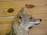 NEW MOUNT XL Coyote Pedestal on a very nice base