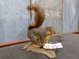Full Body Mount Squirrel On Driftwood Base Nice Clean Mount Overall dimensions 11