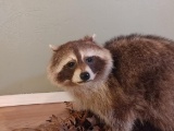 FAT Full Body Raccoon On Driftwood Base Prime Fur