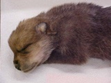 NEW MOUNT Very rare fox puppy sleeping 11