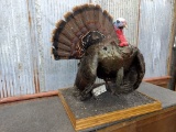 Full Body Mount Turkey Strutting Pose Overall dimensions 31