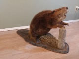 Full Body Mount Large Open mouth beaver mount with outstanding hair