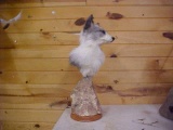 NEW MOUNT Platinum fox Pedestal 20