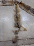 3 Tanned Coyote Hides Longest One Is 68