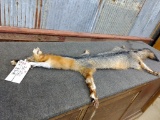 Grey Fox Soft Tanned Pelt Mountable Case Skinned 48