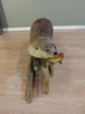 3XL Full Body Mount Otter Eating A Bluegill