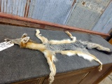 Grey Fox Soft Tanned Pelt 48