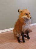 Full Body Mount Red Fox sitting Pose 16