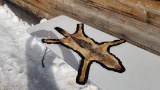 NEW Mount African Silver Back Jackal Rug 43