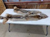 2 Tanned Coyote Hides 60