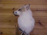 NEW MOUNT Red Marble Fox Pedestal mount