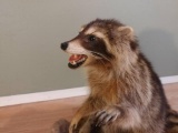 Full Body Mount Aggressive Raccoon On Habitat Base 