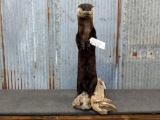 Full Body Mount Otter On Driftwood Base New Mount