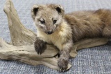 Full Body Mount Pine Martin 26 x 8 x 8