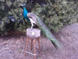 Full Body Mount Peacock On A Stump