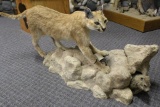 Full Body African Cape Lynx Hunting A Marmot
