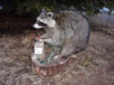 Full Body Mount Raccoon Eating An Apple 