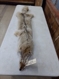 Tanned Coyote Hide 60