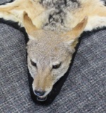 Jackal Rug Measures tip to tip 48 inches and 37 inches across