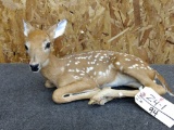 Full Body Mount Whitetail Fawn Overall dimensions 18