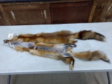 2 Red Fox Soft Tanned Pelts 48