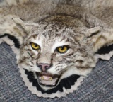 Nice Bobcat Rug measures 37