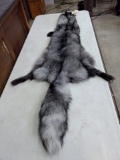 6X Large Indigo Silver Fox 68