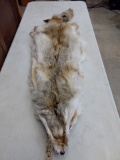 2 Strawberry Coyote Pelts soft Tanned 60