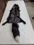 Silver Fox Soft Tanned Pelt Huge Bushy Tail 55