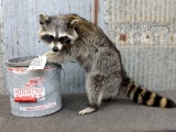 Full Body Mount Raccoon Raiding A Bait Bucket New Mount
