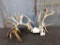 Freak Nontypical Whitetail Rack On Skull Plate