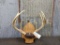 Big 4x4 Whitetail Antlers On Plaque Might Be Sheds 