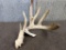 Main Frame 4 Point Whitetail Shed With Extras