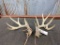 Set of Freak Main Frame 5x5 Whitetail Sheds