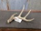 Main Frame 4 Point Whitetail Shed With Split Deformed Brow Tine