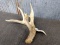 70 class 4 point Whitetail Shed with palmated Brow Tine