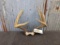 Tall Tine 5x5 Whitetail Basket Rack On Skull Plate