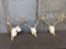 3 Whitetail Racks on skull