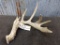 6 Point Nontypical Whitetail Shed heavy beading