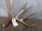 5 Point Canadian Mule Deer Shed