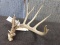 Wild Whitetail Shed With Extras 85 7/8