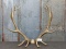 Set of 6x6 Elk Antlers On skull plate total weight 17lbs