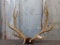 5x5 Elk Rack on skull plate total weight 18.75 pounds